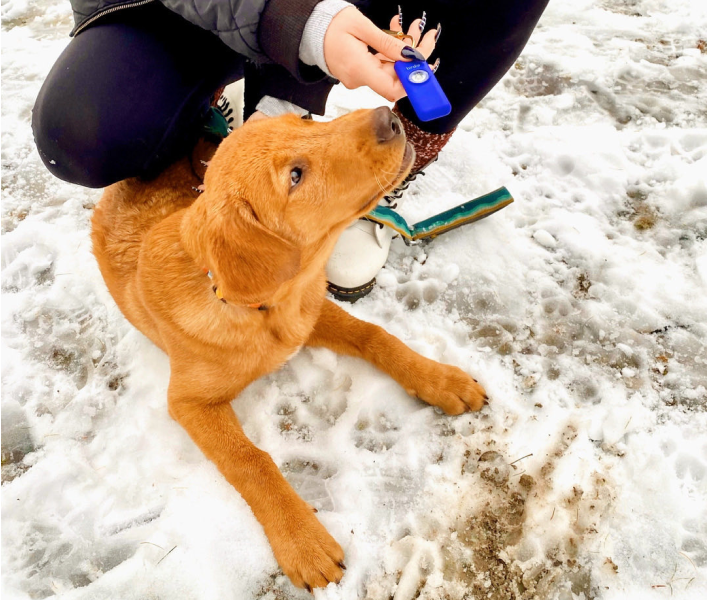 Person holding a device in front of a sitting puppy on snowy ground.